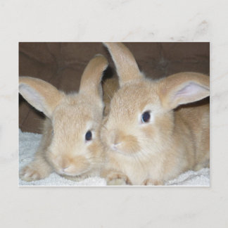 Two Golden Bunnies Postcard
