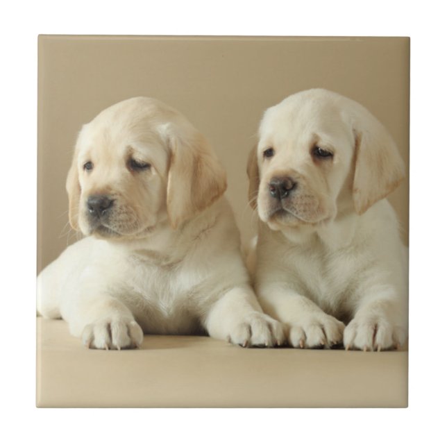 Two Golden Labrador Puppies Tile (Front)