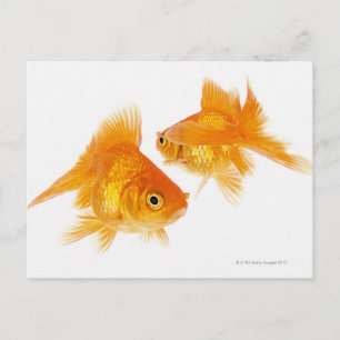 Two Goldfish Crossing Each Other Postcard