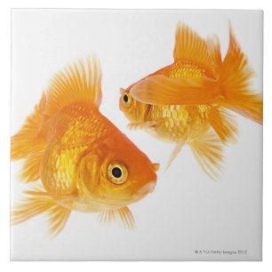 Two Goldfish Crossing Each Other Tile