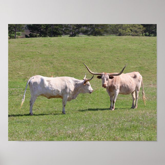 Two Gossiping Texas Longhorns Poster (Front)