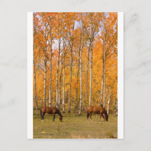 Two Grazing Horses In the Autumn Postcard