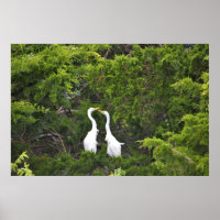 Two Great Egrets in Tree