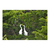 Two Great Egrets in Tree
