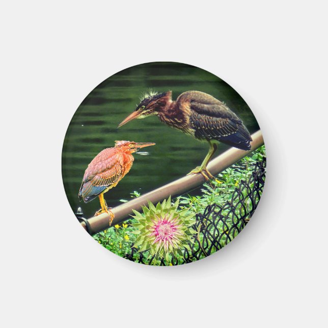 Two green herons magnet (Front)