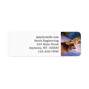 Two grey wolf in winter nature