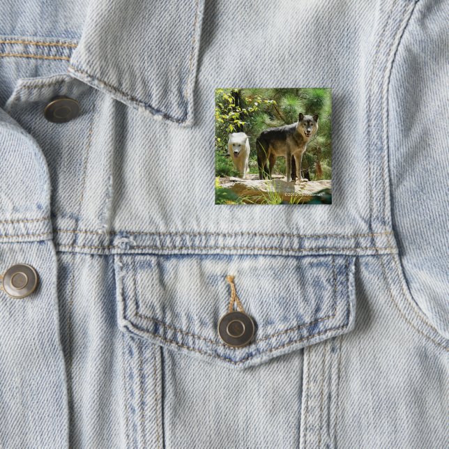 Two Grey Wolves in Forest 2 Inch Square Button (In Situ)