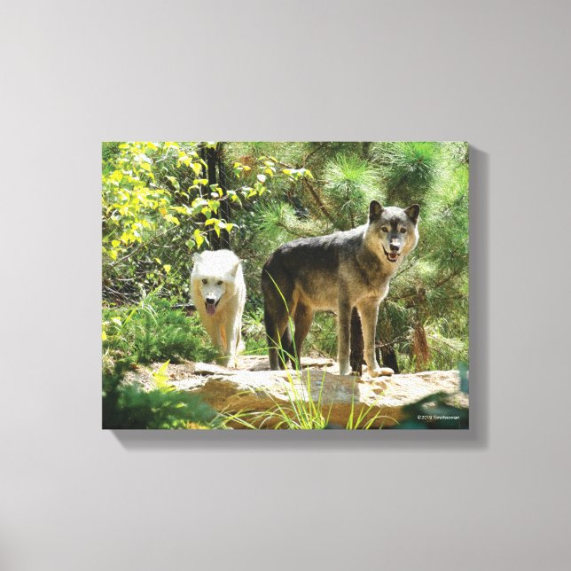 Two Grey Wolves in Forest Canvas Print (Front)