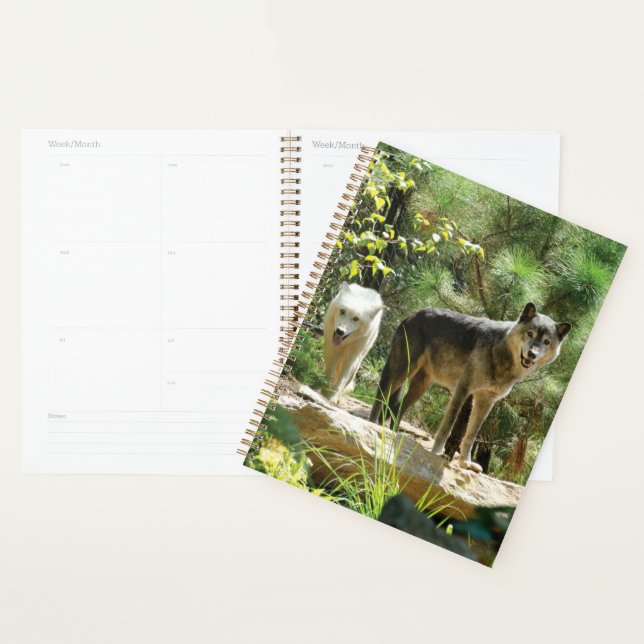 Two Grey Wolves in Forest Planner (Display)