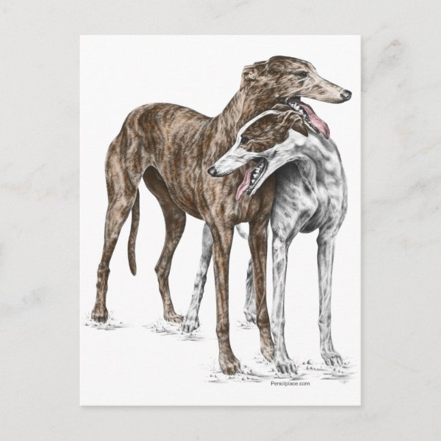 Two Greyhound Friends Dog Art Postcard (Front)