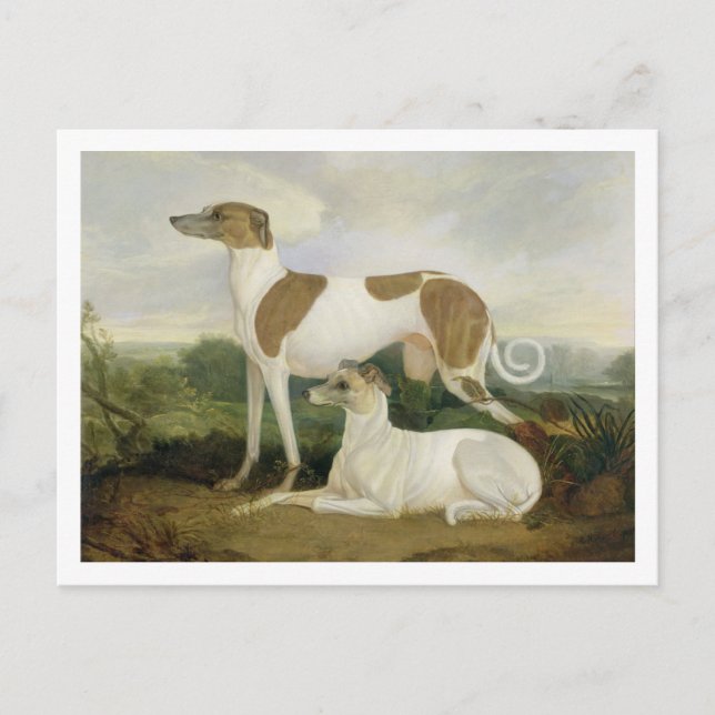 Two Greyhounds in a Landscape (oil on canvas) Postcard (Front)