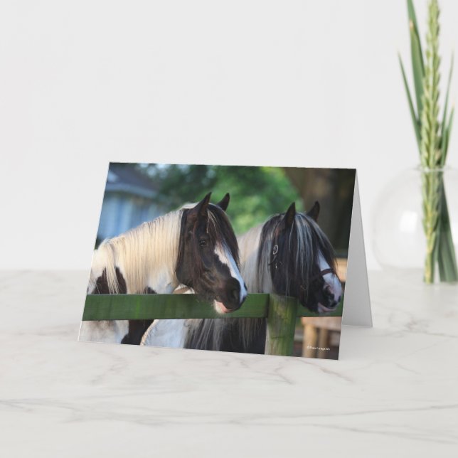 Two Gypsy Vanner Horses Looking Over Fence Card (Front)