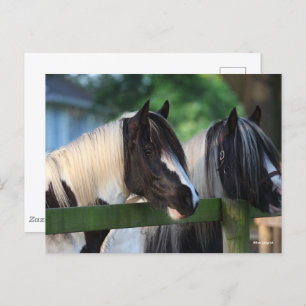 Two Gypsy Vanner Horses Looking Over Fence Postcard