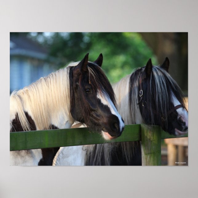 Two Gypsy Vanner Horses Looking Over Fence Poster (Front)