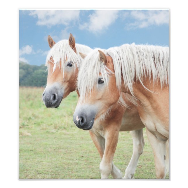 two Haflinger horses Photo Print (Front)