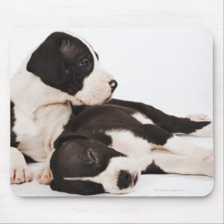 Two Harlequin Great Dane puppies on white Mouse Pad