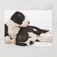 Two Harlequin Great Dane Puppies