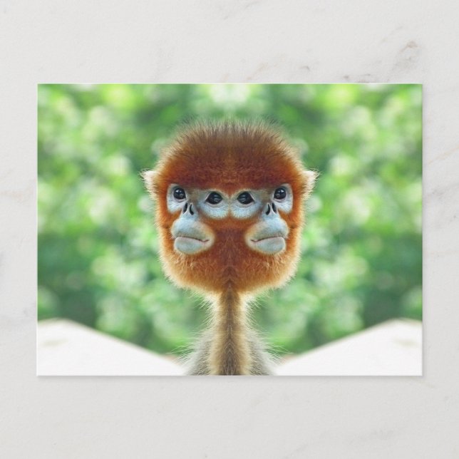 Two headed Baby Monkey Postcard (Front)