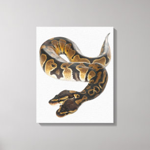 Two headed Royal Python or Ball Python - Python Canvas Print