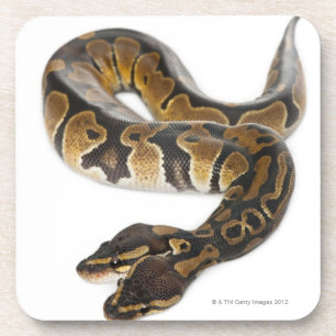 Two headed Royal Python or Ball Python - Python Coaster