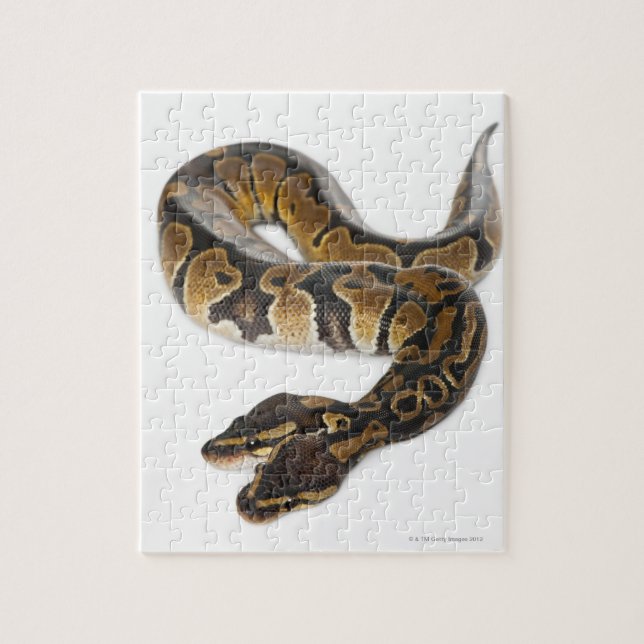 Two headed Royal Python or Ball Python - Python Jigsaw Puzzle (Vertical)