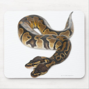 Two headed Royal Python or Ball Python - Python Mouse Pad