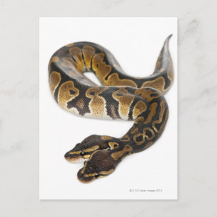 Two headed Royal Python or Ball Python - Python Postcard