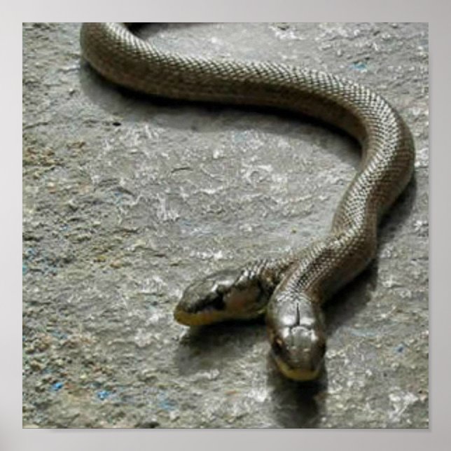 Two Headed Snake Poster (Front)