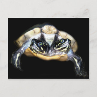 Two-Headed Turtle Postcard