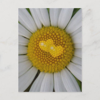 Two hearts on marguerite postcard