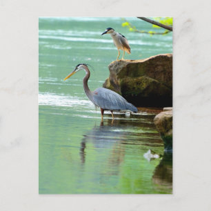 Two Herons by the River Postcard