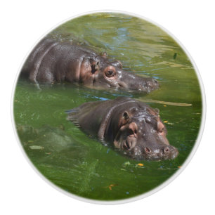 Two Hippos In A Pond, Ceramic Knob