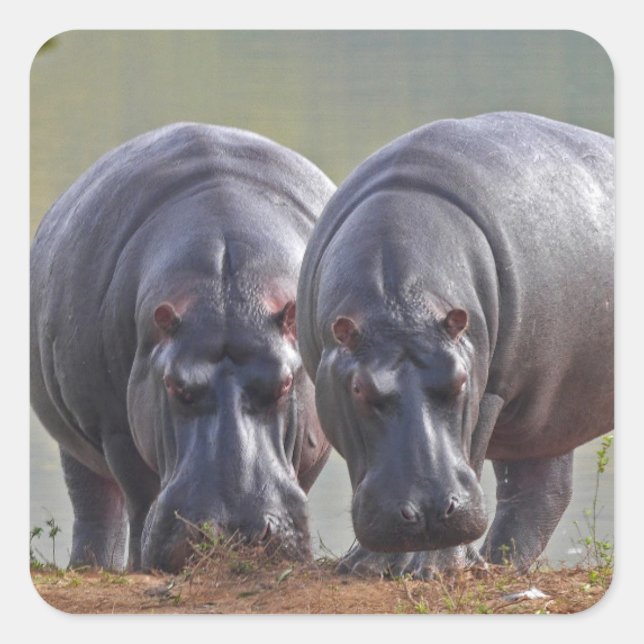 Two Hippos Square Sticker (Front)