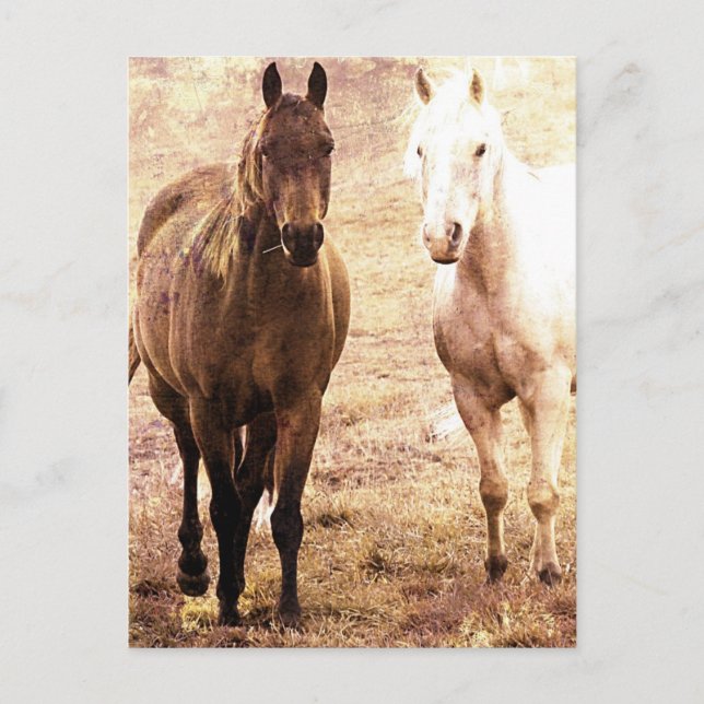Two Horse Buddies Sepia Postcard (Front)