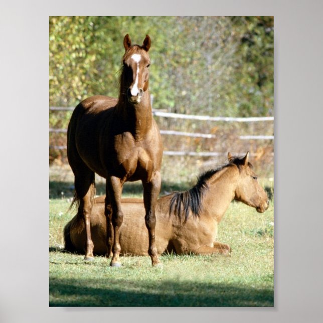Two Horses at Pasture Poster (Front)