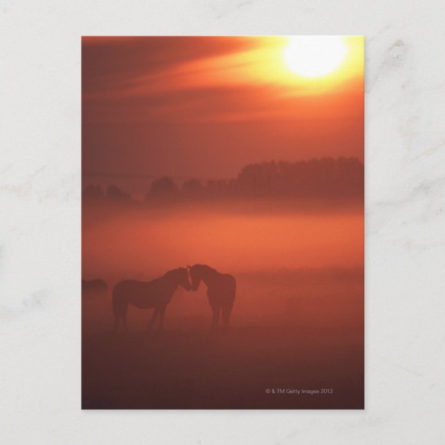 Two horses at sunset postcard (Front)