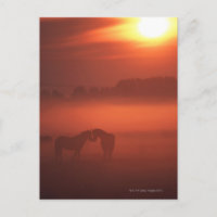 Two horses at sunset