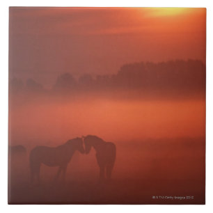 Two horses at sunset tile