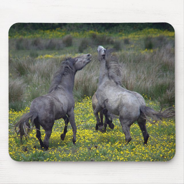 Two Horses Buck and Play Mouse Pad (Front)
