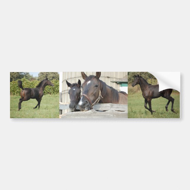 Two Horses Chewin a Fence Bumper Sticker (Front)