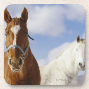 Two Horses Coaster
