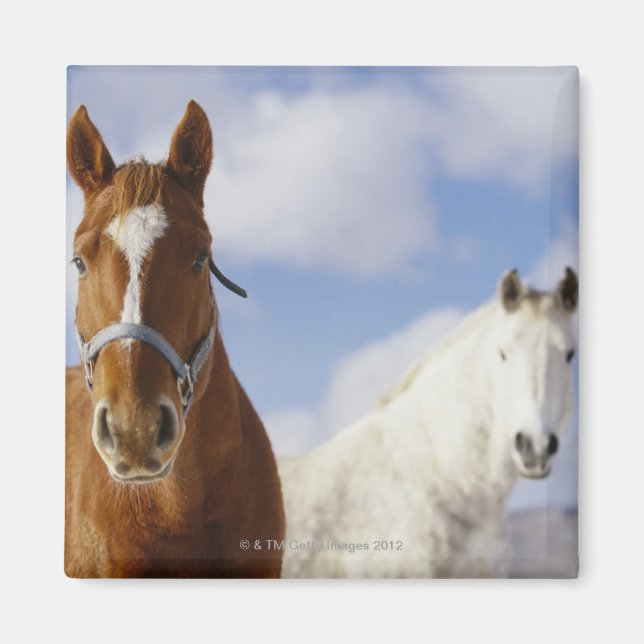 Two Horses Magnet (Front)