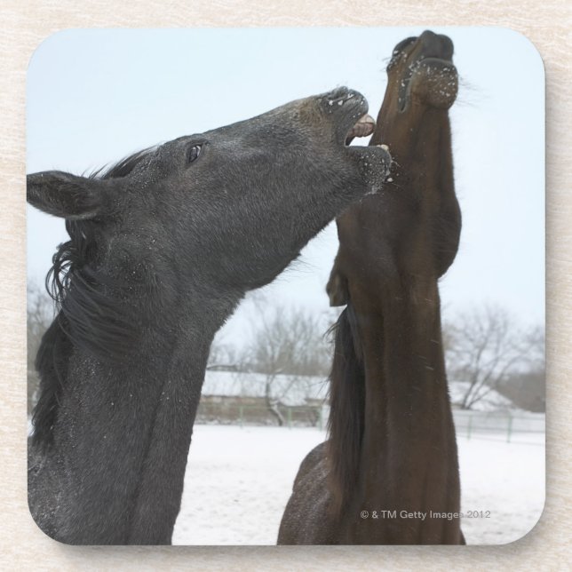 two horses neighing coaster (Front)