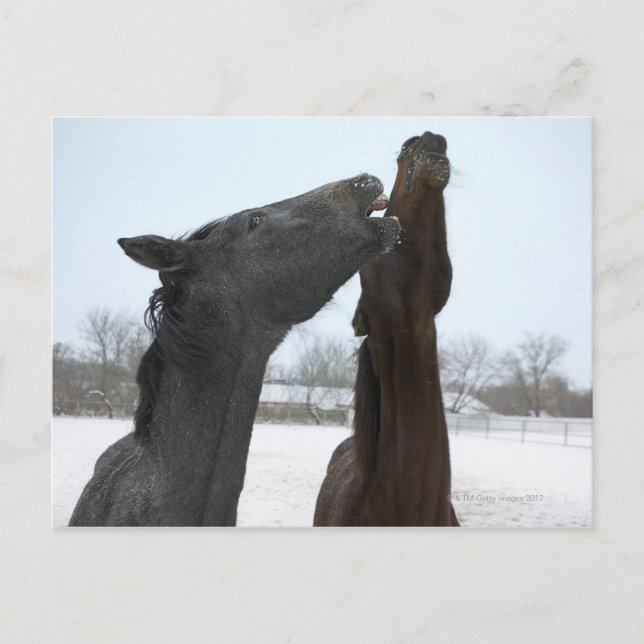 two horses neighing postcard (Front)