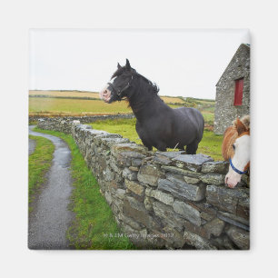 Two horses on farm in rural England Magnet
