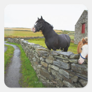 Two horses on farm in rural England Square Sticker