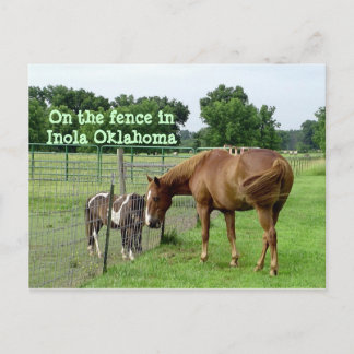 Two Horses, On the fence in Inola Oklahoma Postcard