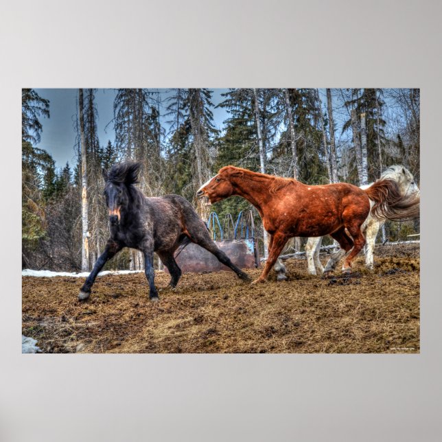 Two Horses Playfighting Horse Ranch Equine Photo Poster (Front)