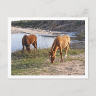 two horses postcard