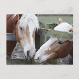 Two Horses Postcard
